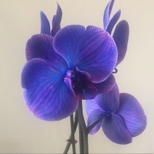 Meet your Posher, Fizza